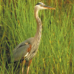 Blue Heron